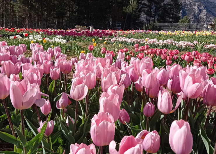 Floración de los tulipanes y visita a Saldes (Bcn)