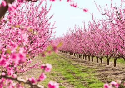 La floración de los melocotoneros- Visita guiada campos Aitona (Bcn)