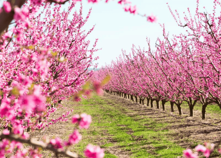PORTADA PORTADA LA FLORACIÓN DE LOS MELOCOTONERO LA FLORACIÓN DE LOS MELOCOTONERO